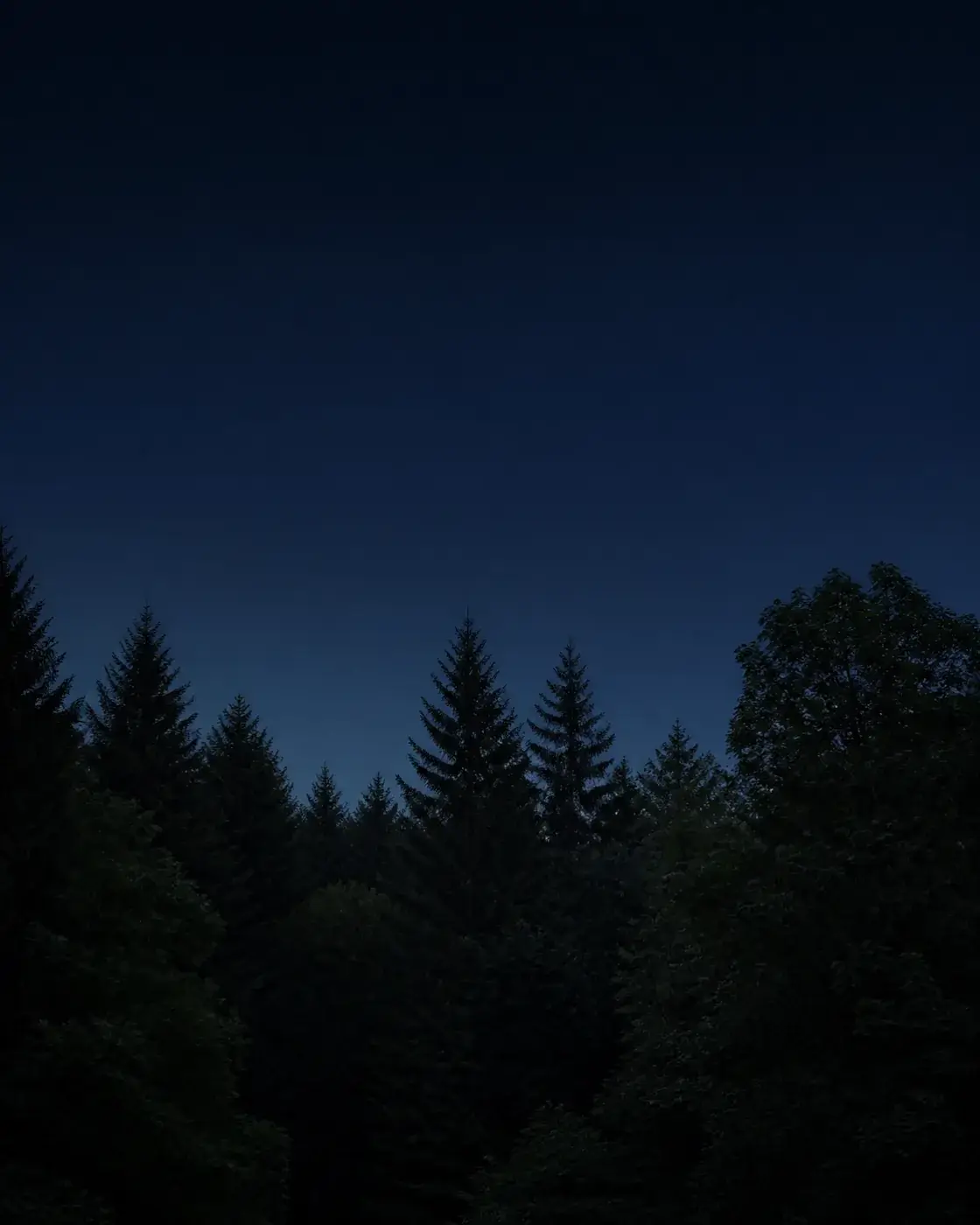 Nocne niebo nad ciemnymi czubkami drzew